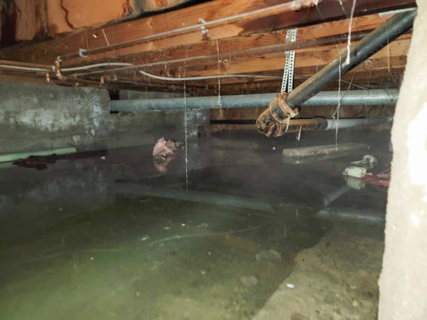 Best Water damage contractors near me  in Orleans, IN